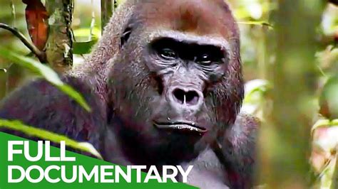 gorilla youtube|gorilla documentary video.